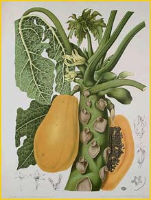  (Carica papaya ) Fleurs, Fruits et Feuillages Choisis de l'Ile de Java 1863 B. H. van Nooten