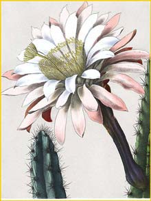    ( Cereus chalybaeus ) Bl&#252;hende Kakteen 1921 Vaupel