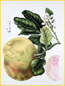   /  /  ( Citrus grandis / decumanus / maxima ) Fleurs, Fruits et Feuillages Choisis de l'Ile de Java 1863 B. H. van Nooten