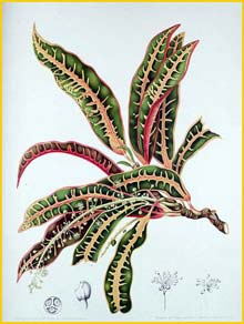   ( Codieum variegatum ) Fleurs, Fruits et Feuillages Choisis de l'Ile de Java 1863 B. H. van Nooten