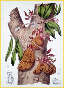 p  ( Cynometra cauliflora ) Fleurs, Fruits et Feuillages Choisis de l'Ile de Java 1863 B. H. van Nooten