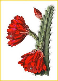    ( Disocactus/Cereus speciosus ) Bl&#252;hende Kakteen 1921 Vaupel