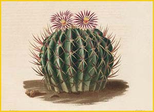     ( Stenocactus coptonogonus ) 1854 by Charles  Lemaire