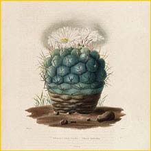   ( Thelocactus hexaedrophorus ) 1854 by Charles  Lemaire