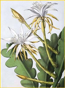    ( Epiphyllum anguligerum ) Bl&#252;hende Kakteen 1921 Vaupel