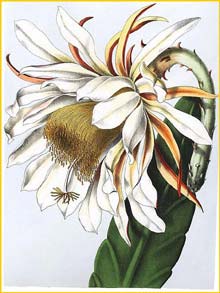    ( Epiphyllum/Phyllocactus thomasianum ) Bl&#252;hende Kakteen 1921 Vaupel