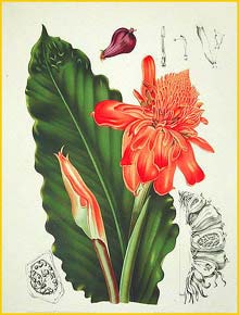   ( Etlingera elatior / Phaeomeria speciosa / Nicolaio elatior ) Fleurs, Fruits et Feuillages Choisis de l'Ile de Java 1863 B. H. van Nooten