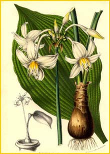    ( Eucharis candida ) 1854 by Charles  Lemaire