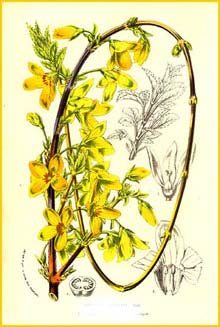   ( Forsythia suspensa ) 1854 by Charles Lemaire