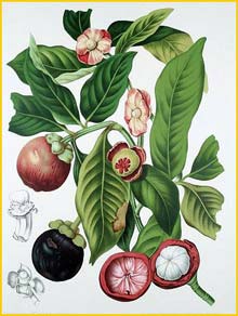 Гарциния / Мангустан  ( Garcinia mangostana / Mangostana garcinia ) «Fleurs, Fruits et Feuillages Choisis de l'Ile de Java» 1863 B. H. van Nooten