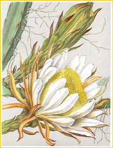    ( Hylocereus monacanthus ) Bl&#252;hende Kakteen 1921 Vaupel