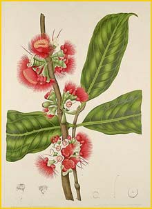   ( Syzygium malaccense ) Fleurs, Fruits et Feuillages Choisis de l'Ile de Java 1863 B. H. van Nooten