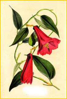   ( Lapageria rosea ) 1854 by Charles  Lemaire