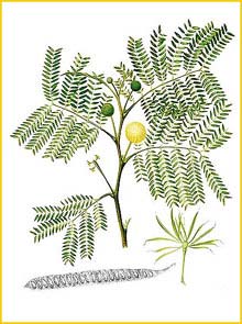  /    ( Leucaena leucocephala ) Flora de Filipinas 1880-1883 by Francisco Manuel Blanco   