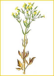   ( Kalanchoe laciniata ) Flora de Filipinas 1880-1883 by Francisco Manuel Blanco   