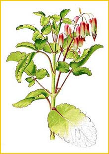   ( Kalanchoe pinnatum ) Flora de Filipinas 1880-1883 by Francisco Manuel Blanco 