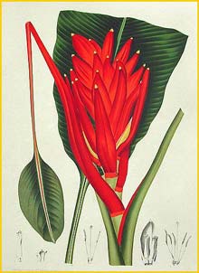  - ( Musa coccinea ) Fleurs, Fruits et Feuillages Choisis de l'Ile de Java 1863 B. H. van Nooten