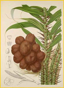     ( Salacca edulis ) Fleurs, Fruits et Feuillages Choisis de l'Ile de Java 1863 B. H. van Nooten