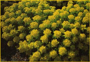   ( Euphorbia polychroma )