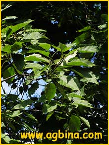   ( Fraxinus excelsior var. diversiflolia )