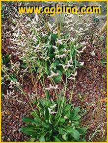  /    ( Limonium ovalifolium ssp. canariense )