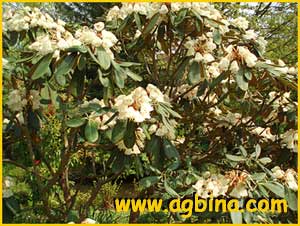   ( Rhododendron rex ssp. fictolacteum )