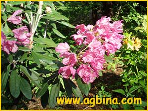   ( Rhododendron smirnovii )
