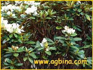   ( Rhododendron taliense )