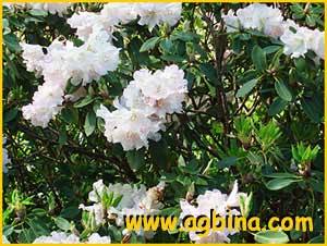   ( Rhododendron vernicosum )