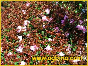   ( Rhododendron williamsianum)
