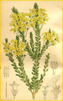   ( Euryops virgineus ) Curtis's Botanical Magazine 1909