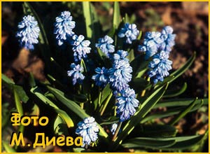   ( Hyacinthella azurea )
