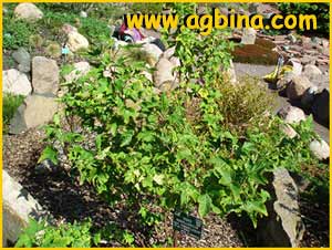    ( Ribes magellanicum ssp. parviflorum )