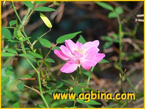    ( Rosa chinensis var. minima )