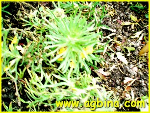    ( Ajuga chia / Ajuga chamaepitys ssp. chia )