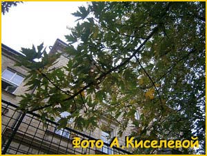   /  /  ( Acer saccharinum / dasycarpum ) 