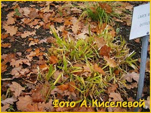   ( Carex vulpina )