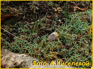 - /  ( Dianthus gratianopolitanus / caesius)