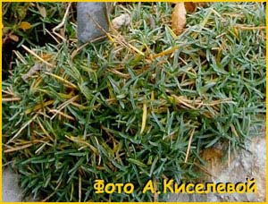   ( Dianthus moravicus ), 