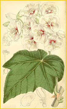  ( Dombeya burgescue )  Curtis's Botanical Magazine 1865