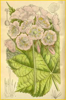     ( Dombeya calantha )  Curtis's Botanical Magazine 1912