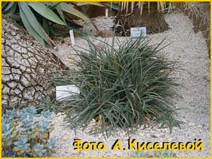   ( Dyckia remotiflora )