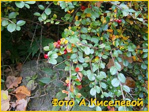   ( Cotoneaster dammerii )