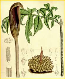   ( Sauromatum / Dracontium asperum ) Curtis's Botanical Magazine