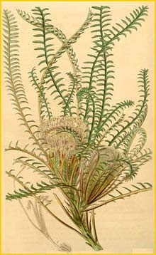   ( Dryandra arctotidis ) Curtis's Botanical Magazine