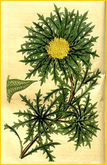   ( Dryandra armata ) Curtis's Botanical Magazine