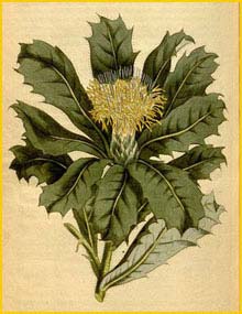   ( Dryandra floribunda / sessilis ) Curtis's Botanical Magazine