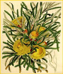   ( Dryandra formosa ) Curtis's Botanical Magazine