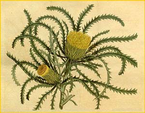   ( Dryandra longifolia ) Curtis's Botanical Magazine