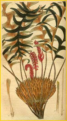   ( Dryandra nervosa ) Curtis's Botanical Magazine